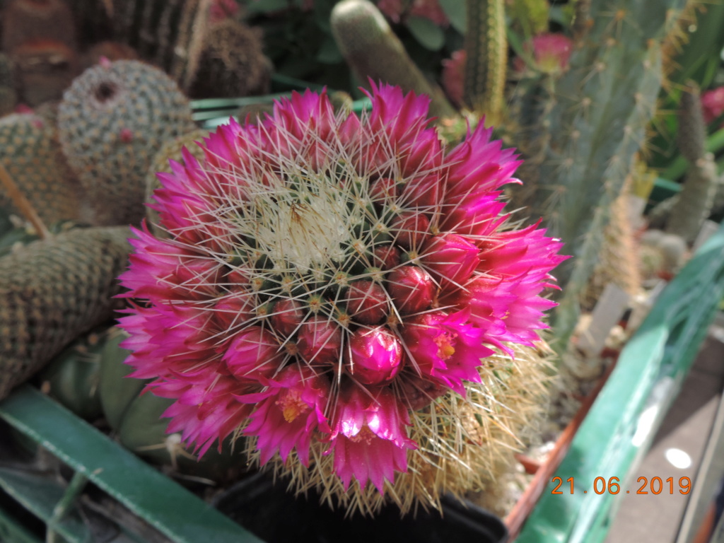 Cacti and Sukkulent in Köln, every day new flowers in the greenhouse Part 219 Bild3681