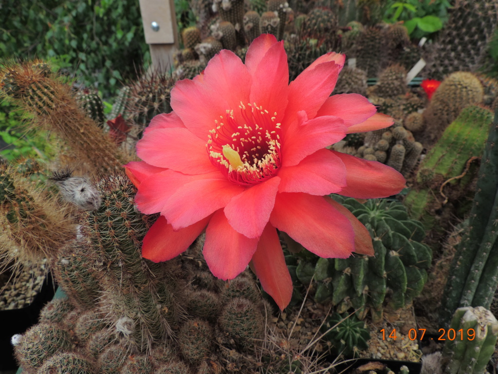 Cacti and Sukkulent in Köln, every day new flowers in the greenhouse Part 219 Bild3717