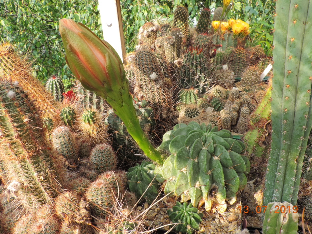 Cacti and Sukkulent in Köln, every day new flowers in the greenhouse Part 219 Bild3719