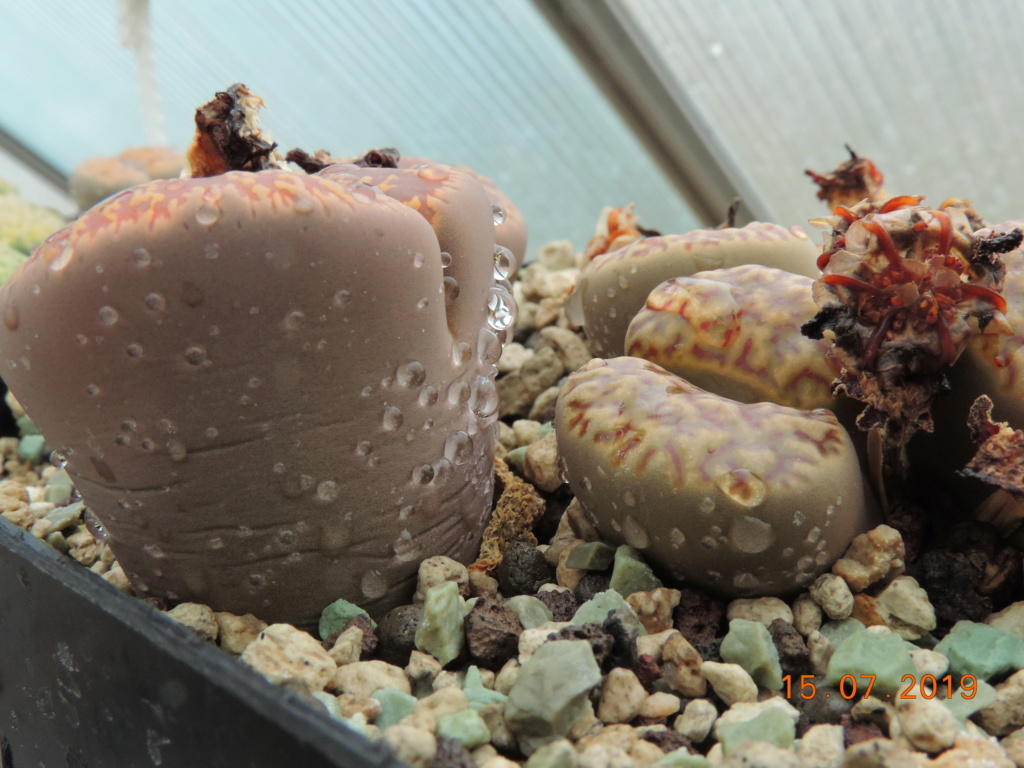 Cacti and Sukkulent in Köln, every day new flowers in the greenhouse Part 219 Bild3736