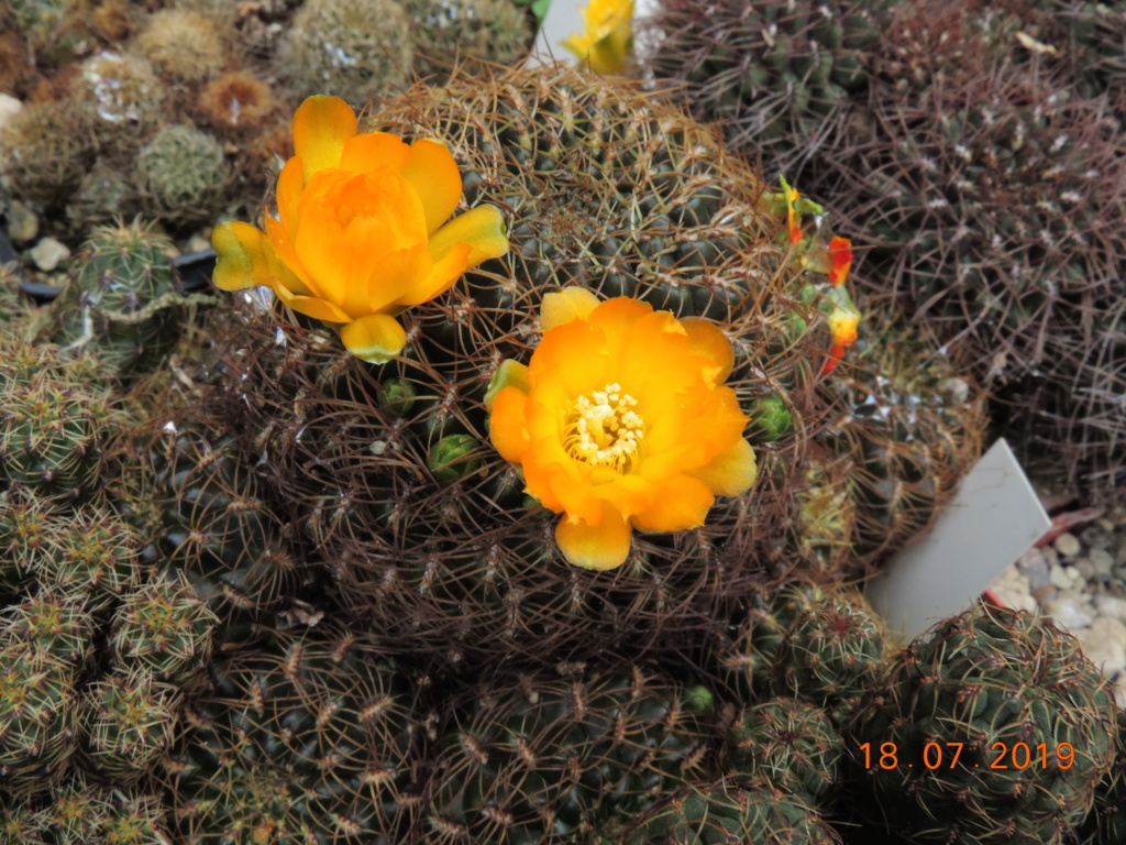 Cacti and Sukkulent in Köln, every day new flowers in the greenhouse Part 220 Bild3833