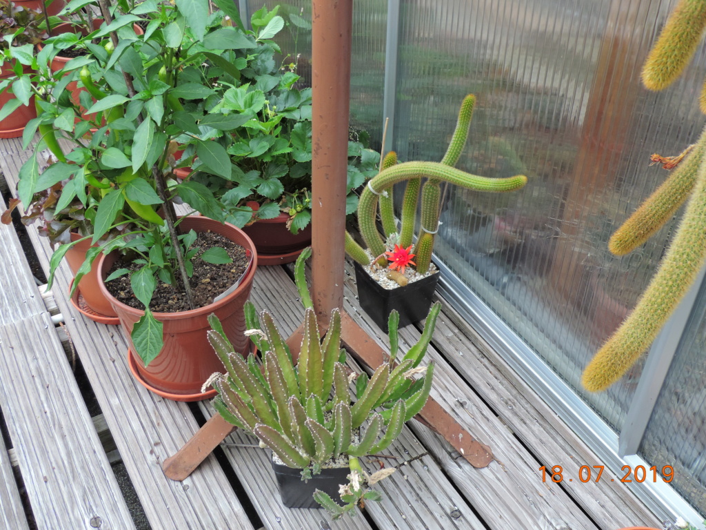 Cacti and Sukkulent in Köln, every day new flowers in the greenhouse Part 220 Bild3842