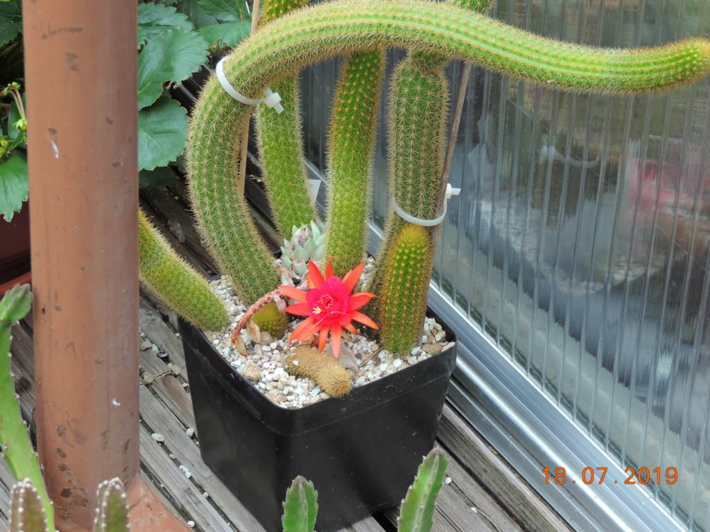 Cacti and Sukkulent in Köln, every day new flowers in the greenhouse Part 220 Bild3844