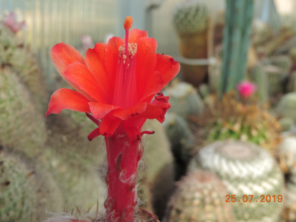 Cacti and Sukkulent in Köln, every day new flowers in the greenhouse Part 220 Bild3850