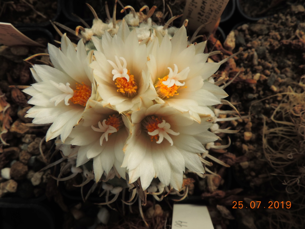 Cacti and Sukkulent in Köln, every day new flowers in the greenhouse Part 220 Bild3863