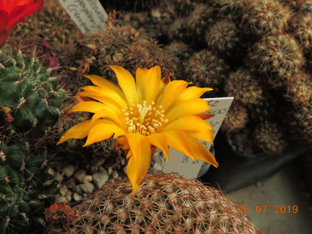 Cacti and Sukkulent in Köln, every day new flowers in the greenhouse Part 220 Bild3901