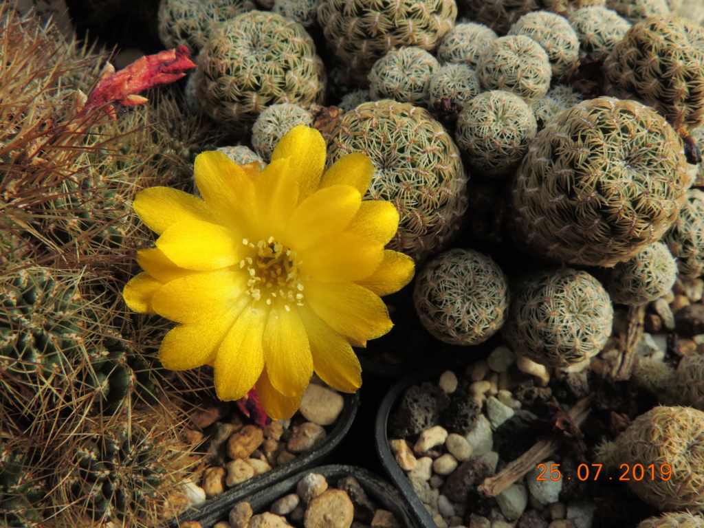 Cacti and Sukkulent in Köln, every day new flowers in the greenhouse Part 220 Bild3903
