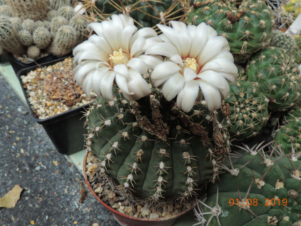 Cacti and Sukkulent in Köln, every day new flowers in the greenhouse Part 221 Bild3945