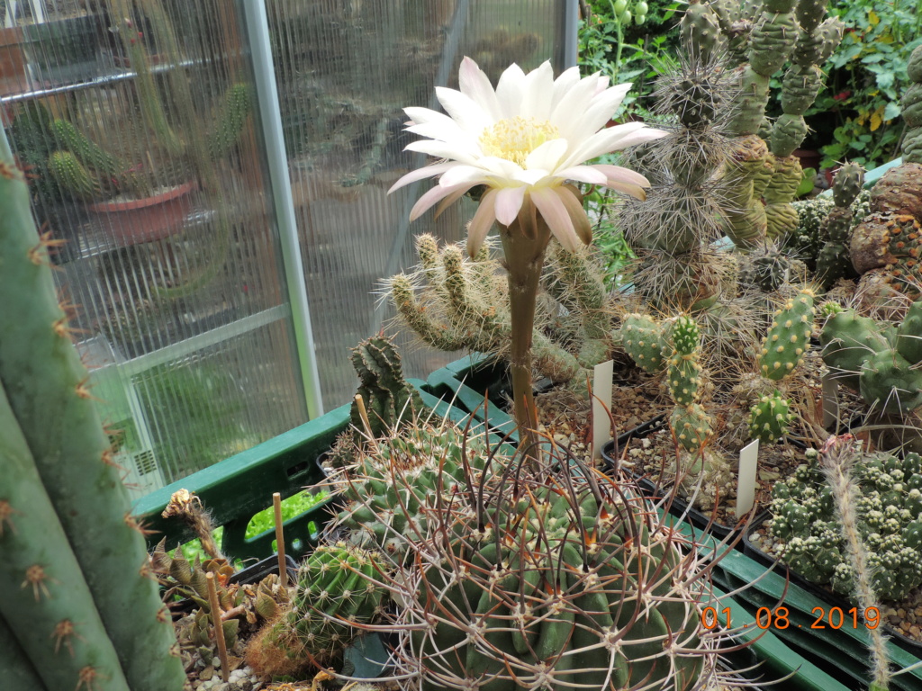 Cacti and Sukkulent in Köln, every day new flowers in the greenhouse Part 221 Bild3958