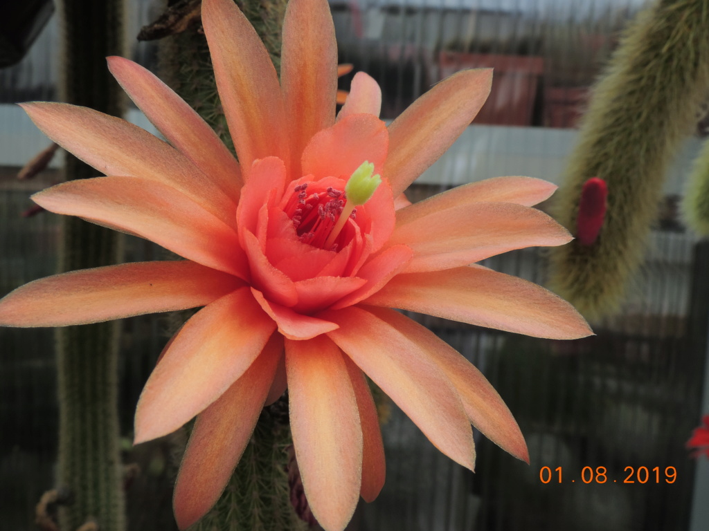 Cacti and Sukkulent in Köln, every day new flowers in the greenhouse Part 221 Bild3964
