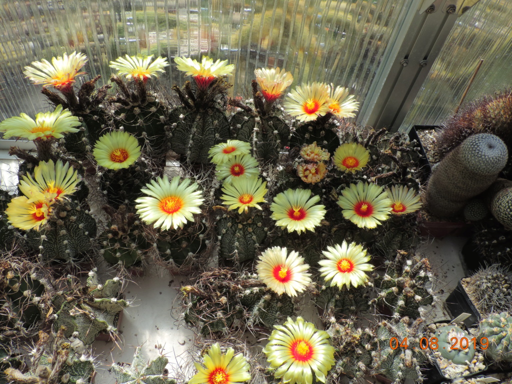 Cacti and Sukkulent in Köln, every day new flowers in the greenhouse Part 221 Bild3975