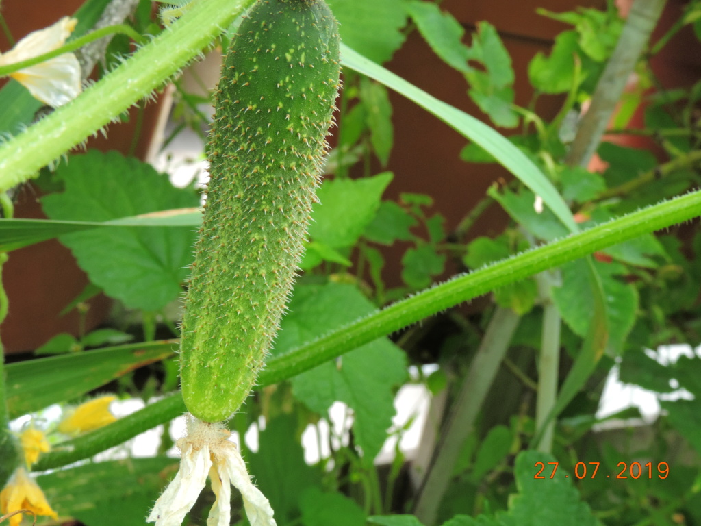 Cacti and Sukkulent in Köln, every day new flowers in the greenhouse Part 221 Bild4018