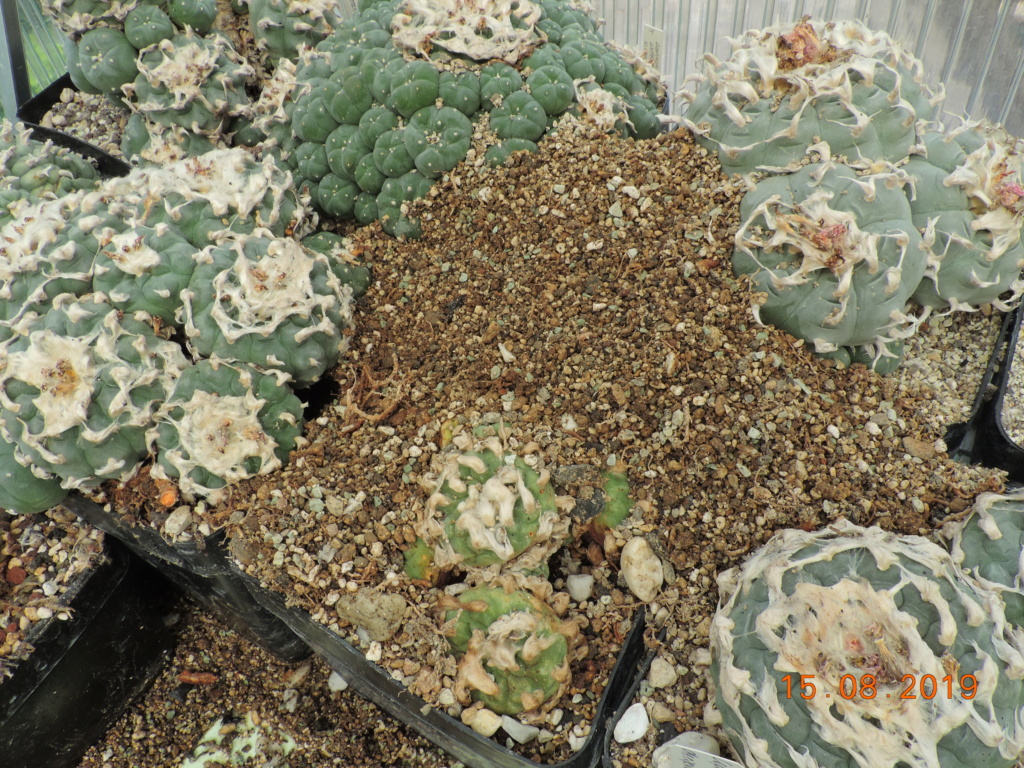 Cacti and Sukkulent in Köln, every day new flowers in the greenhouse Part 221 Bild4035