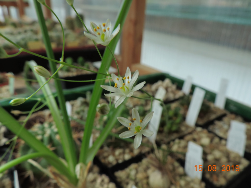 Cacti and Sukkulent in Köln, every day new flowers in the greenhouse Part 221 Bild4046