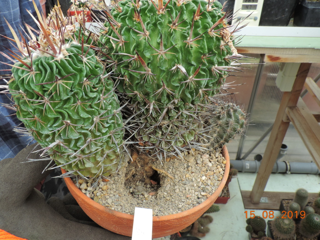 Cacti and Sukkulent in Köln, every day new flowers in the greenhouse Part 221 Bild4052