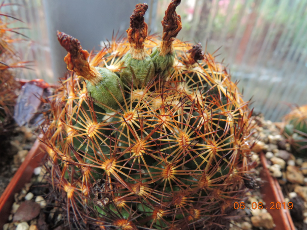 Cacti and Sukkulent in Köln, every day new flowers in the greenhouse Part 222 Bild4074