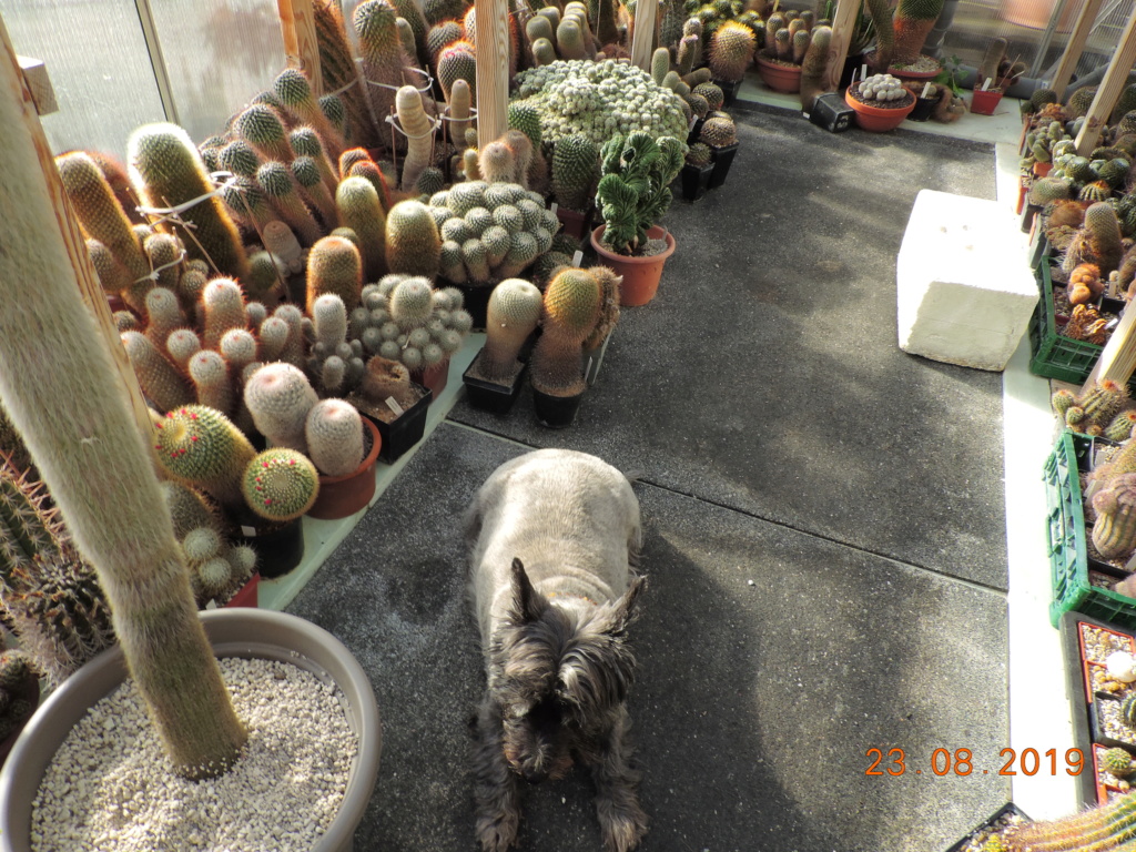 Cacti and Sukkulent in Köln, every day new flowers in the greenhouse Part 222 Bild4111