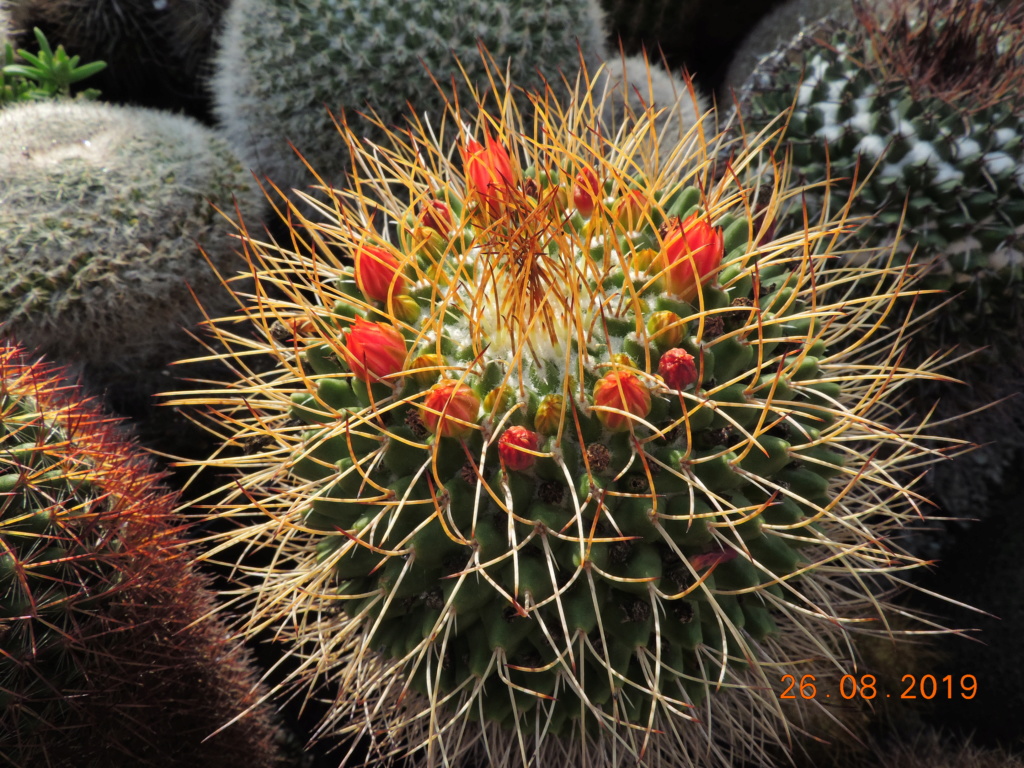 Cacti and Sukkulent in Köln, every day new flowers in the greenhouse Part 222 Bild4117