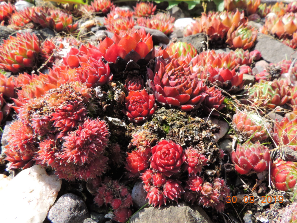 Cacti and Sukkulent in Köln, every day new flowers in the greenhouse Part 222 Bild4140