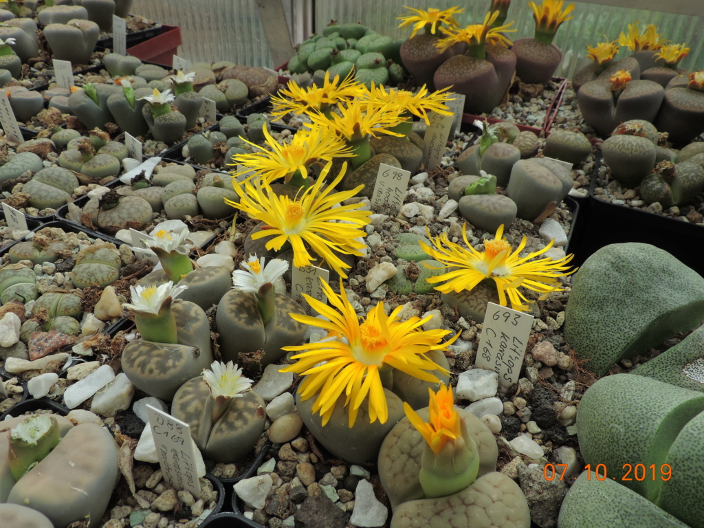 Cacti and Sukkulent in Köln, every day new flowers in the greenhouse Part 224 Bild4407