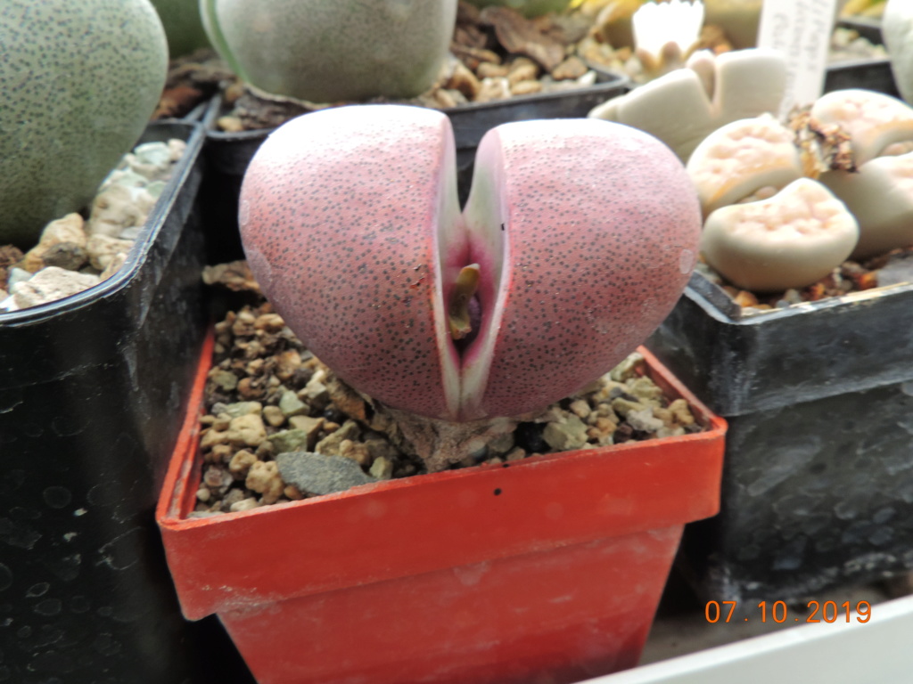 Cacti and Sukkulent in Köln, every day new flowers in the greenhouse Part 224 Bild4415