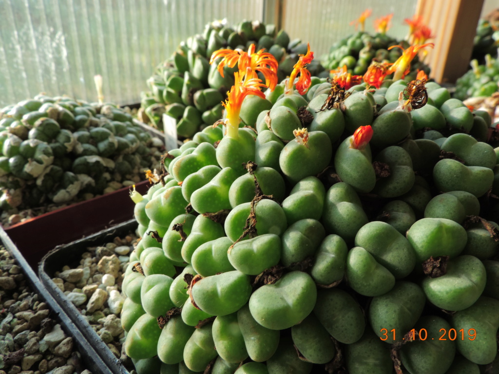 Cacti and Sukkulent in Köln, every day new flowers in the greenhouse Part 225 Bild4466