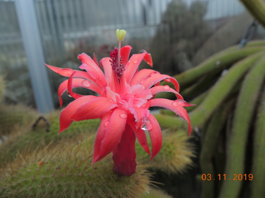 Cacti and Sukkulent in Köln, every day new flowers in the greenhouse Part 225 Bild4499