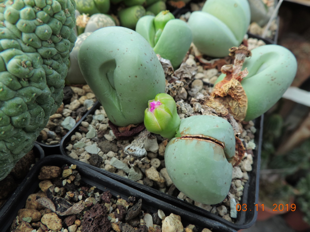 Cacti and Sukkulent in Köln, every day new flowers in the greenhouse Part 225 Bild4500