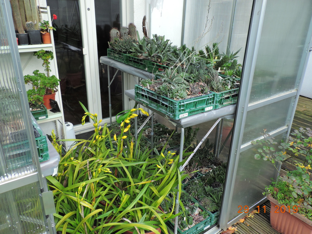 Cacti and Sukkulent in Köln, every day new flowers in the greenhouse Part 227 Bild4619