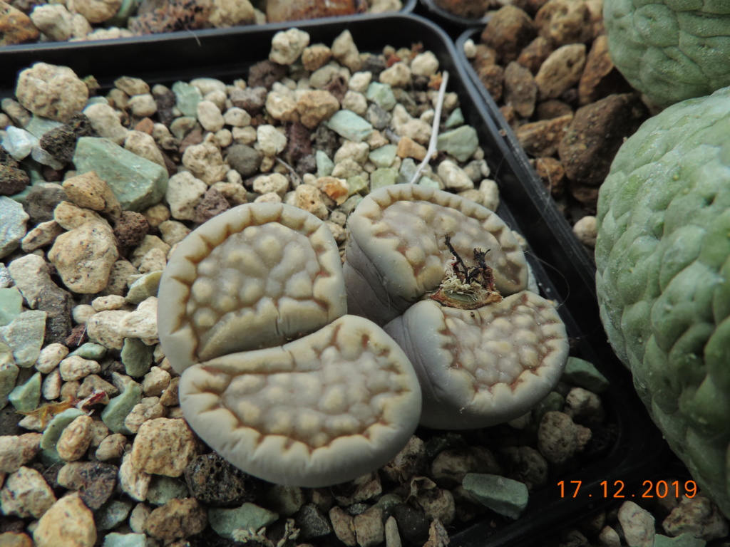 Cacti and Sukkulent in Köln, every day new flowers in the greenhouse Part 227 Bild4695