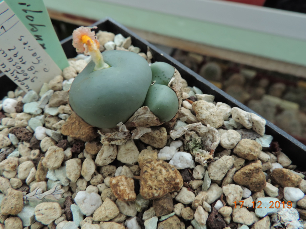 Cacti and Sukkulent in Köln, every day new flowers in the greenhouse Part 228 Bild4731