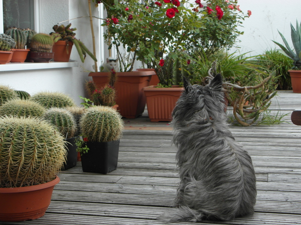 Cacti and Sukkulent in Köln, every day new flowers in the greenhouse Part 228 Bild4738