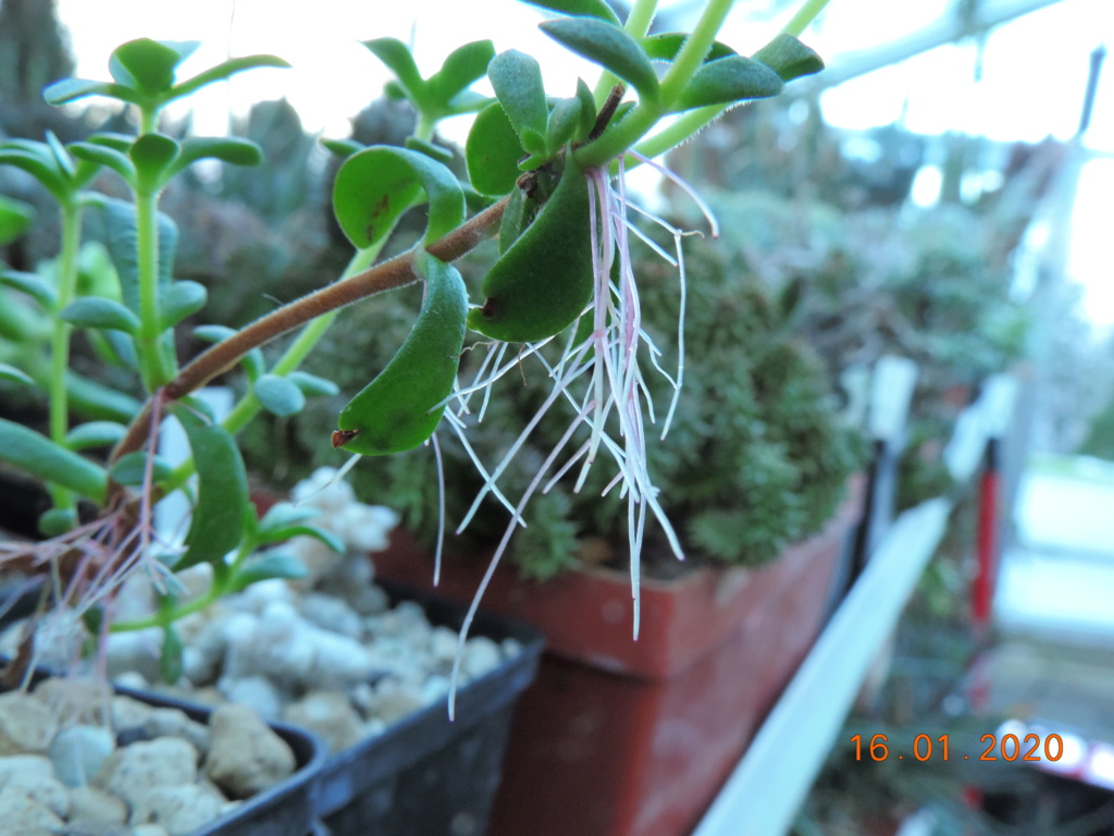 Cacti and Sukkulent in Köln, every day new flowers in the greenhouse Part 228 Bild4771