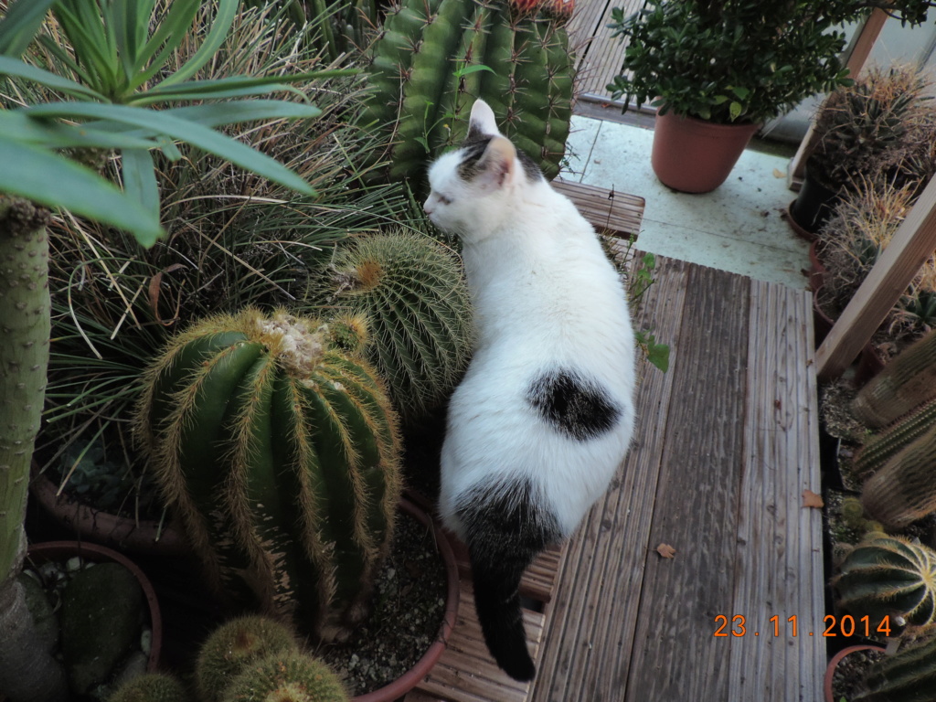 Cacti and Sukkulent in Köln, every day new flowers in the greenhouse Part 228 Bild4782