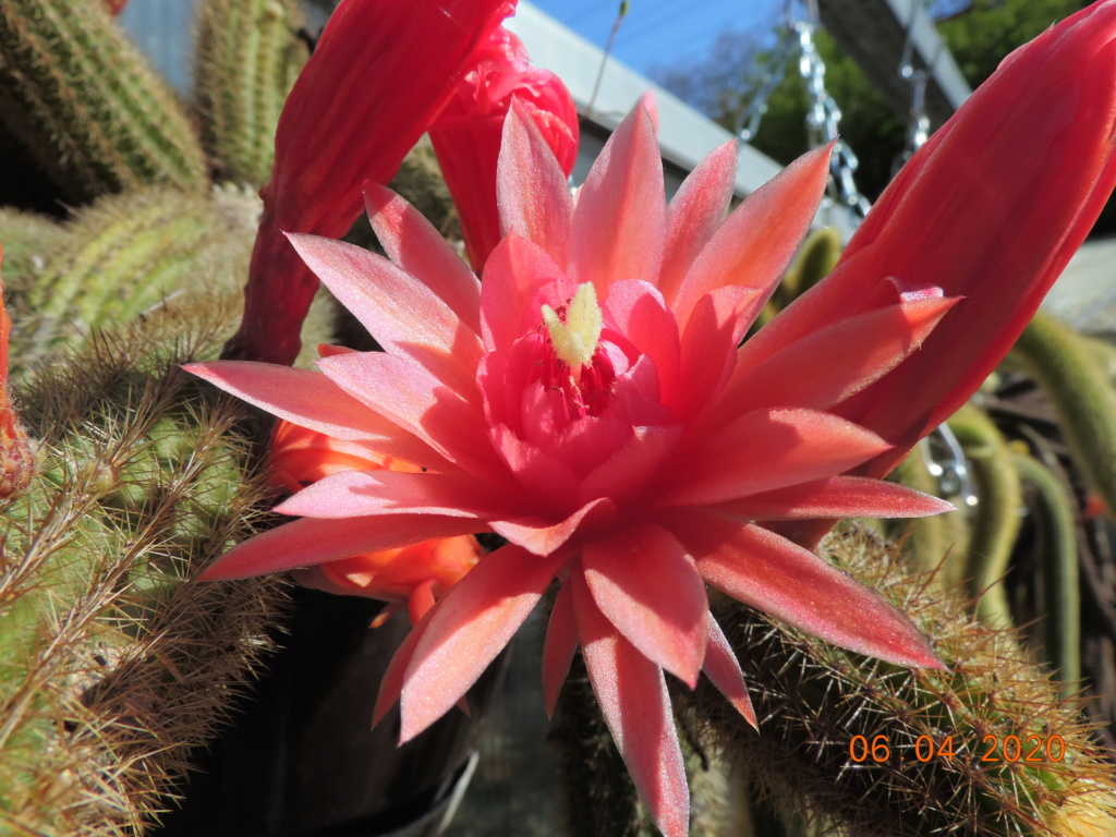Cacti and Sukkulent in Köln, every day new flowers in the greenhouse Part 232 Bild5023