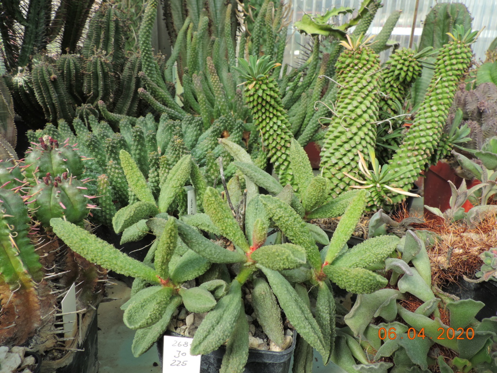Cacti and Sukkulent in Köln, every day new flowers in the greenhouse Part 232 Bild5032