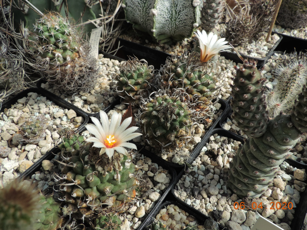 Cacti and Sukkulent in Köln, every day new flowers in the greenhouse Part 232 Bild5036