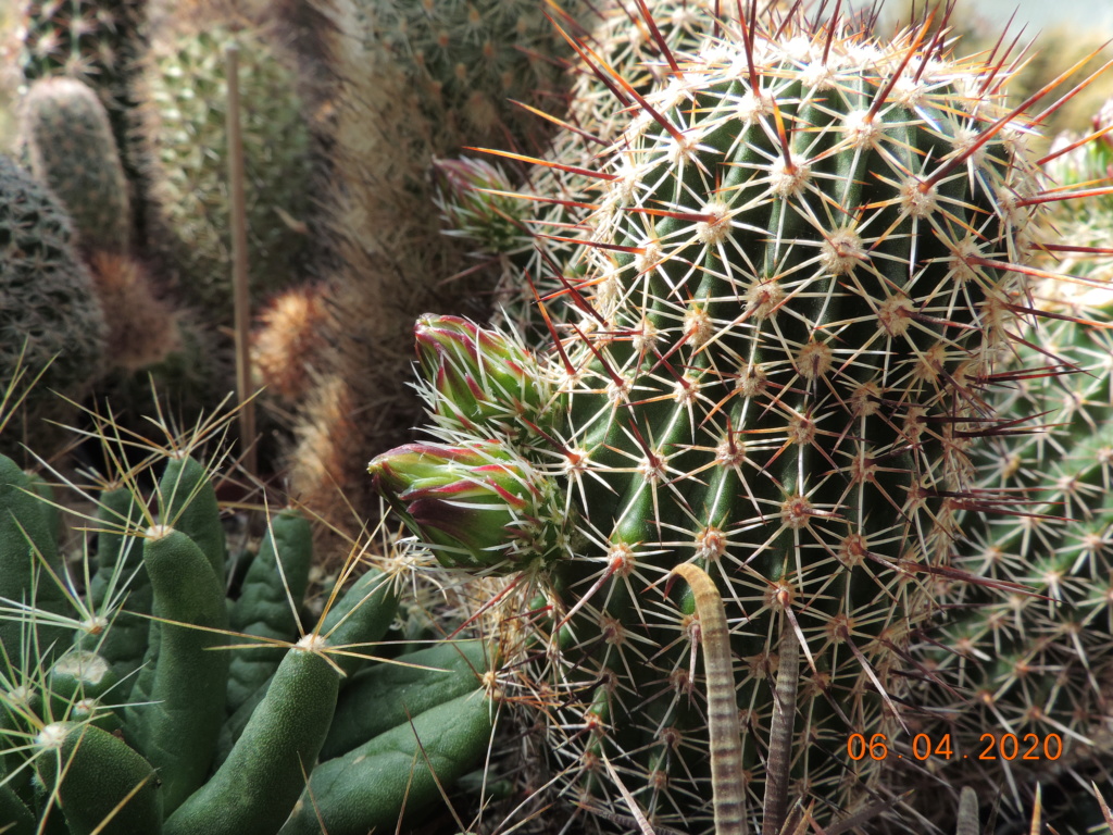 Cacti and Sukkulent in Köln, every day new flowers in the greenhouse Part 232 Bild5037