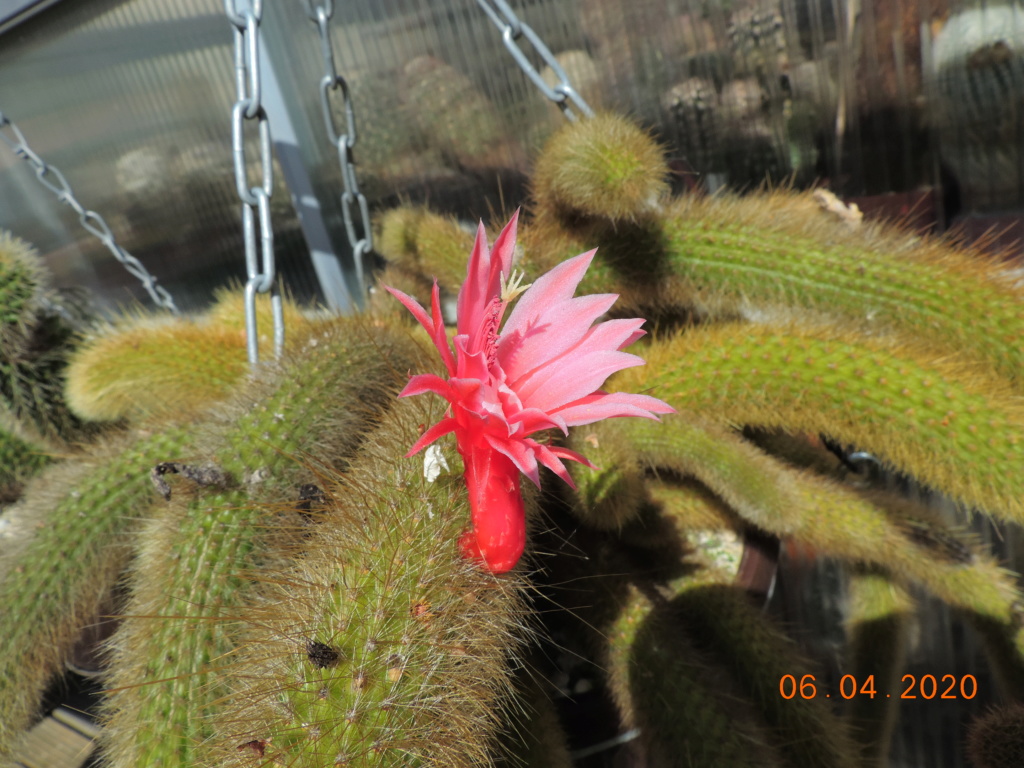 Cacti and Sukkulent in Köln, every day new flowers in the greenhouse Part 232 Bild5039