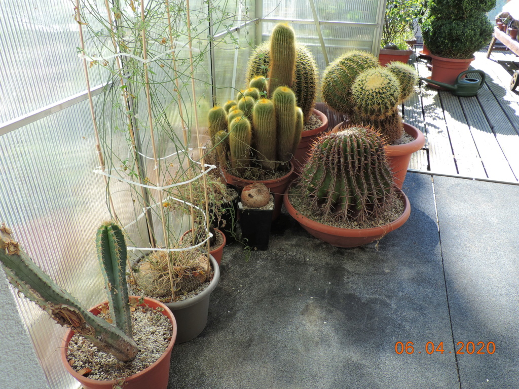 Cacti and Sukkulent in Köln, every day new flowers in the greenhouse Part 232 Bild5042