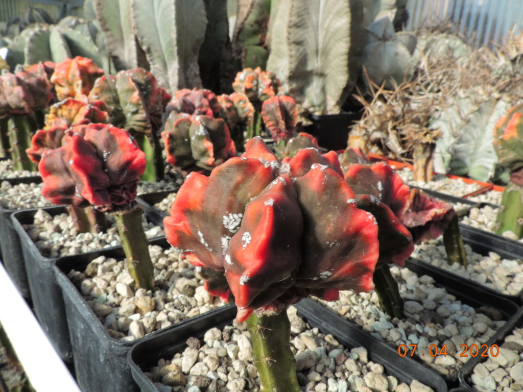 Cacti and Sukkulent in Köln, every day new flowers in the greenhouse Part 232 Bild5043