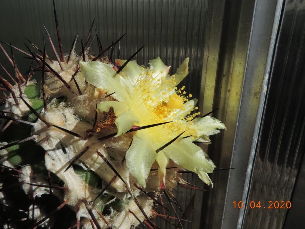 Cacti and Sukkulent in Köln, every day new flowers in the greenhouse Part 232 Bild5060