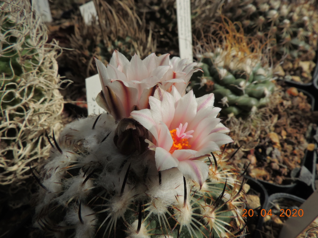 Cacti and Sukkulent in Köln, every day new flowers in the greenhouse Part 232 Bild5072