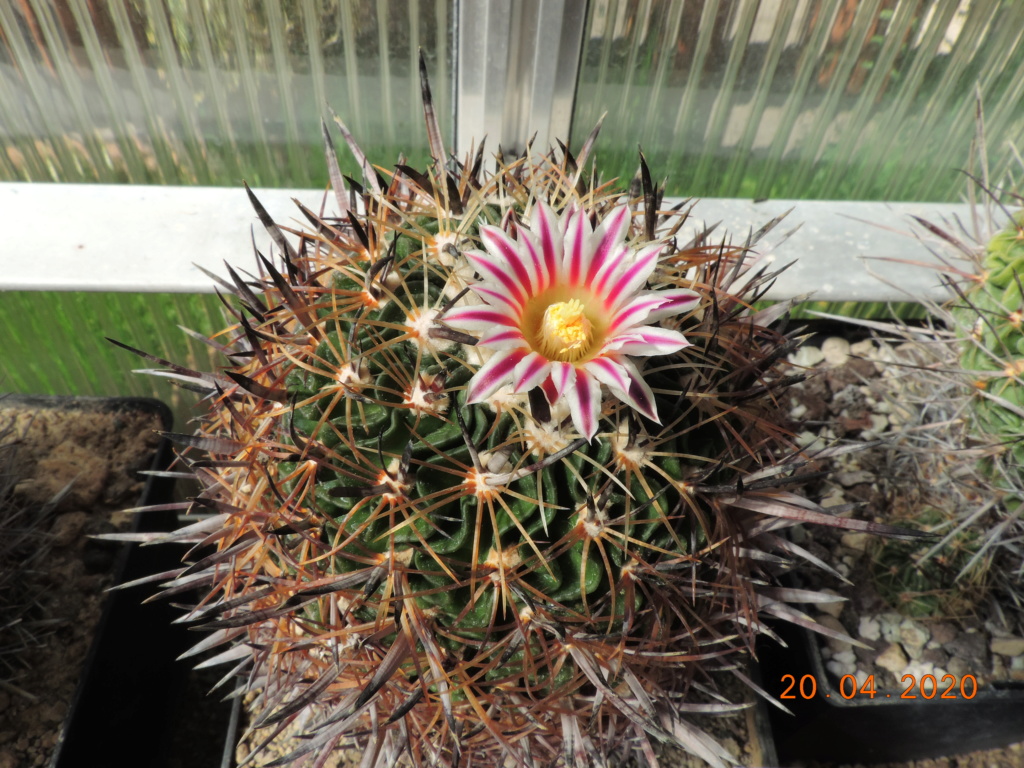 Cacti and Sukkulent in Köln, every day new flowers in the greenhouse Part 232 Bild5076