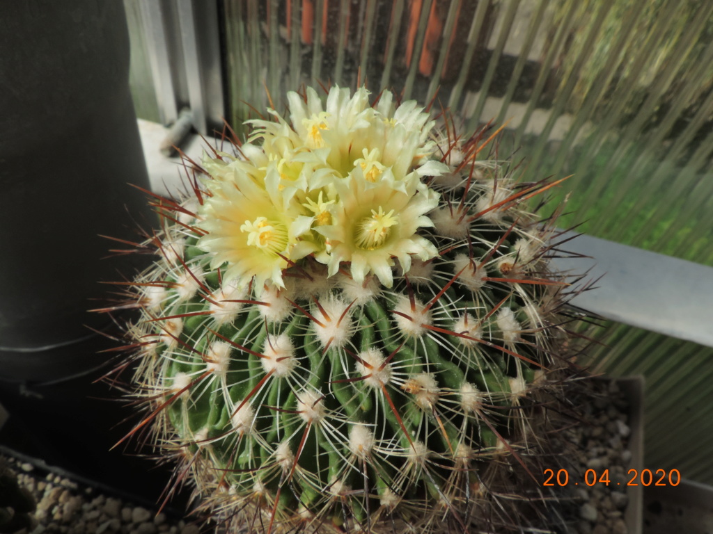 Cacti and Sukkulent in Köln, every day new flowers in the greenhouse Part 232 Bild5077