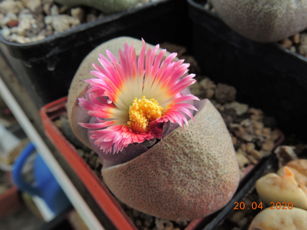 Cacti and Sukkulent in Köln, every day new flowers in the greenhouse Part 232 Bild5078