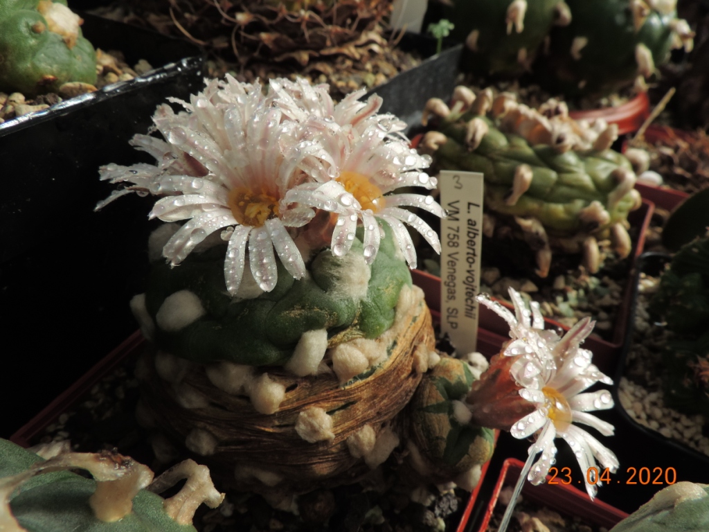 Cacti and Sukkulent in Köln, every day new flowers in the greenhouse Part 232 Bild5080
