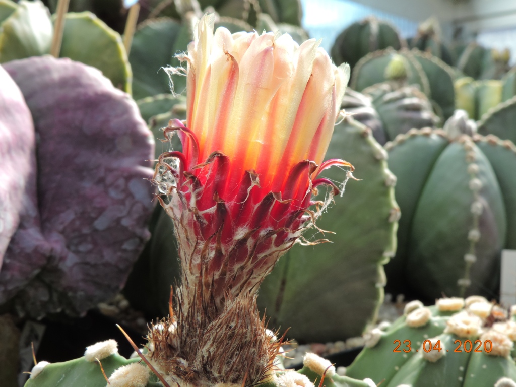 Cacti and Sukkulent in Köln, every day new flowers in the greenhouse Part 232 Bild5086