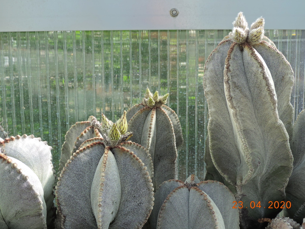 Cacti and Sukkulent in Köln, every day new flowers in the greenhouse Part 232 Bild5089