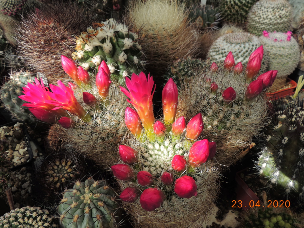 Cacti and Sukkulent in Köln, every day new flowers in the greenhouse Part 232 Bild5095